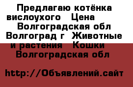 Предлагаю котёнка вислоухого › Цена ­ 1 500 - Волгоградская обл., Волгоград г. Животные и растения » Кошки   . Волгоградская обл.